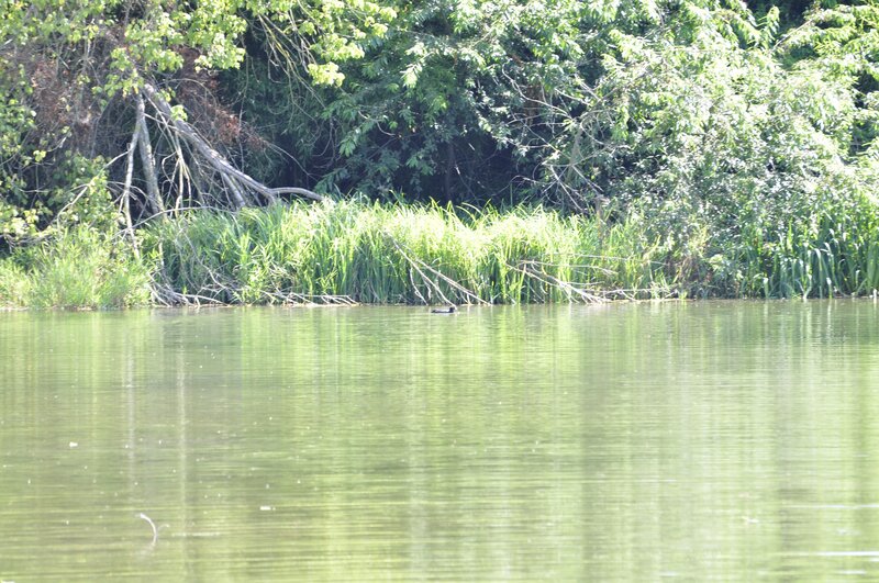 duck on a calm lake