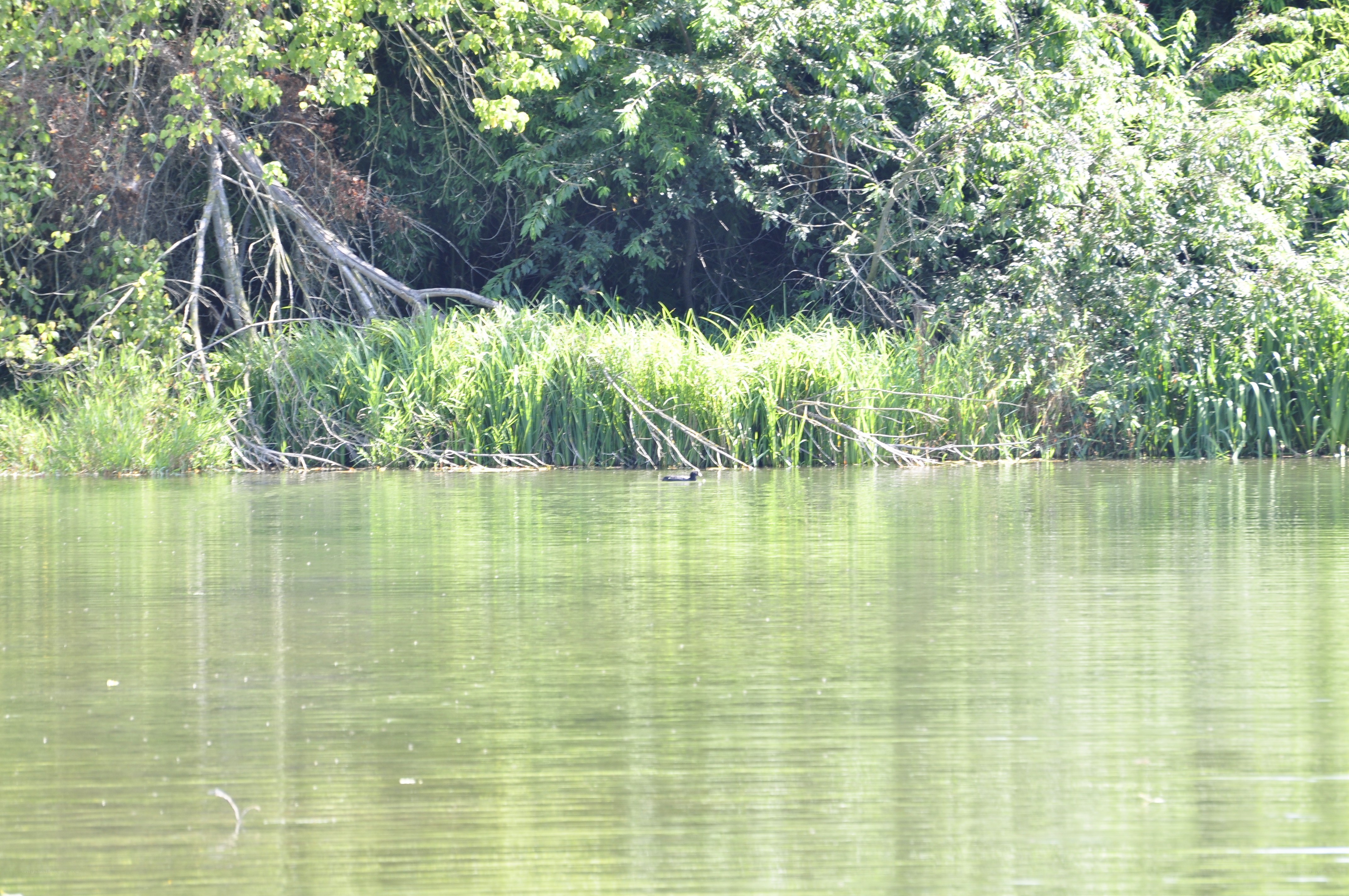 duck on a calm lake