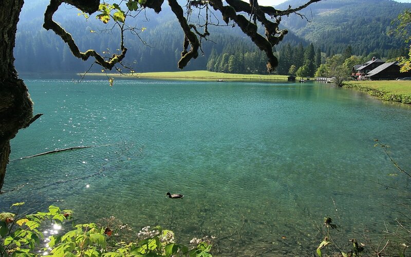 duck on a clear lake