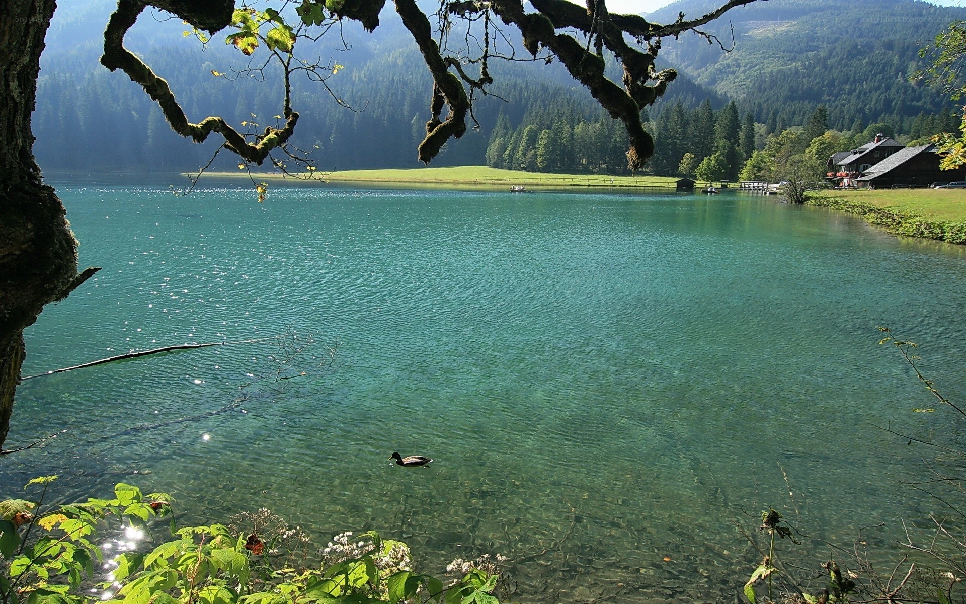 duck on a clear lake