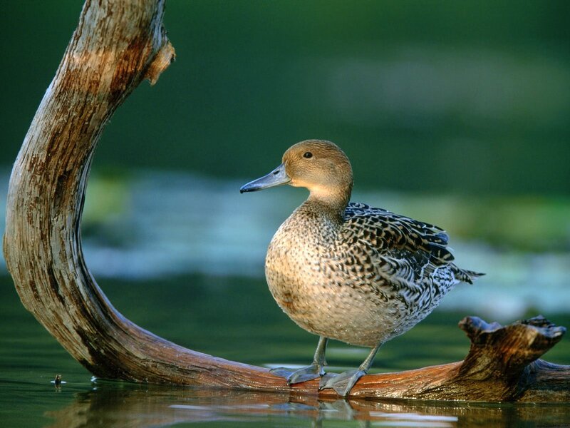 Duck on a driftwood log
