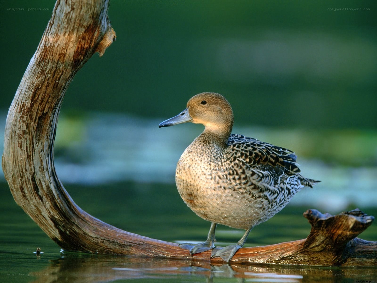 Duck on a driftwood log