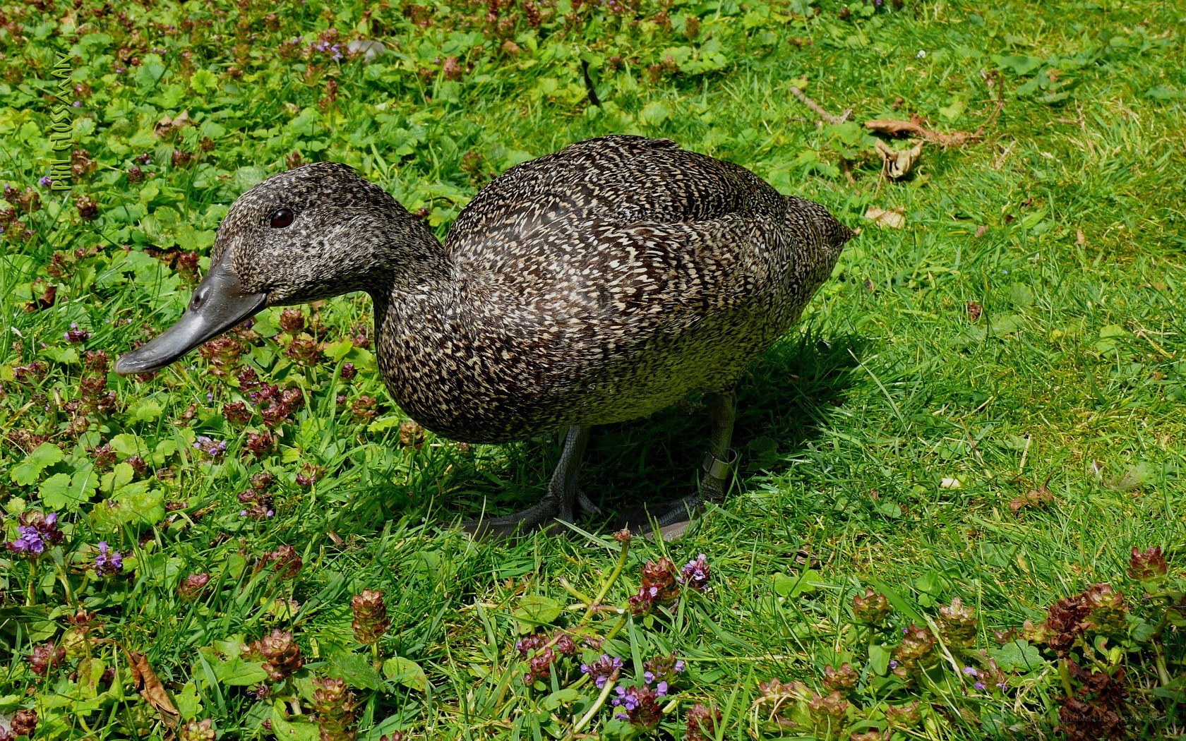 duck on a grassy field