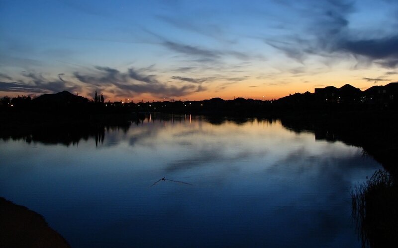 Duck on a lake at dusk