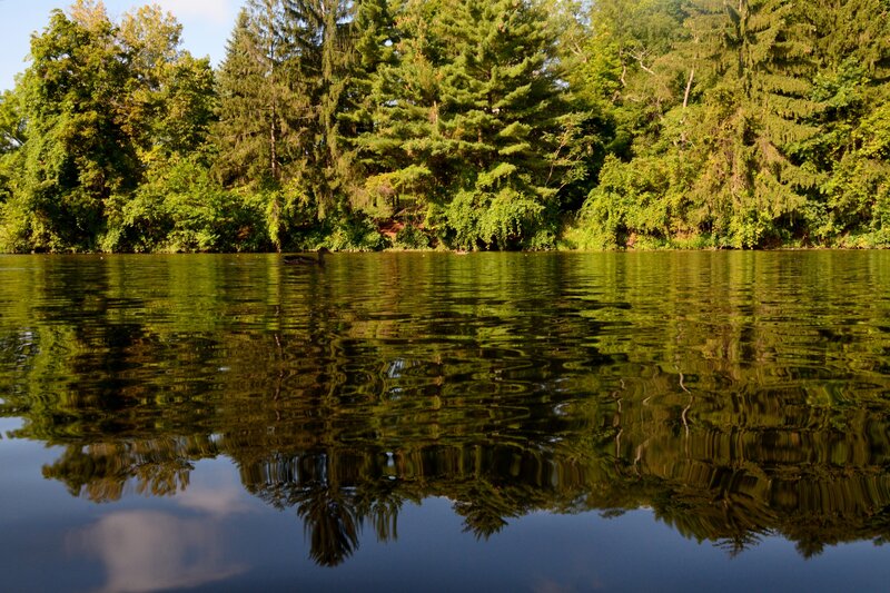 Duck on a Lake — Green, Serene, Afternoon