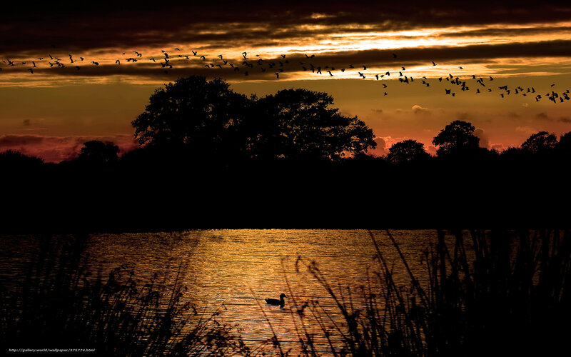 Duck on a Lake — Orange, Serene, Sunset