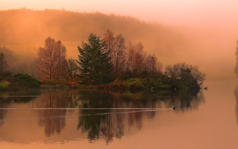 Duck on a Lake — Orange, Serene