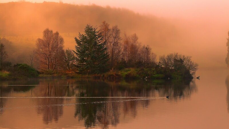 Duck on a Lake — Orange