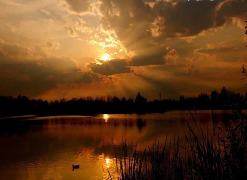 Duck on a Lake