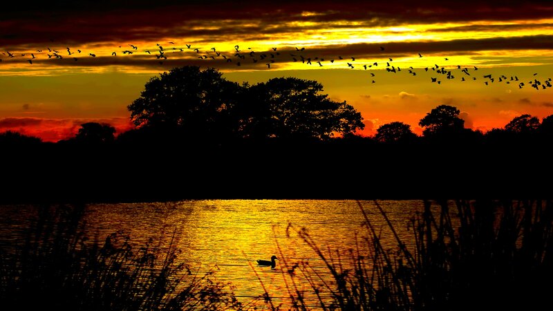 Duck on a Lake — Yellow