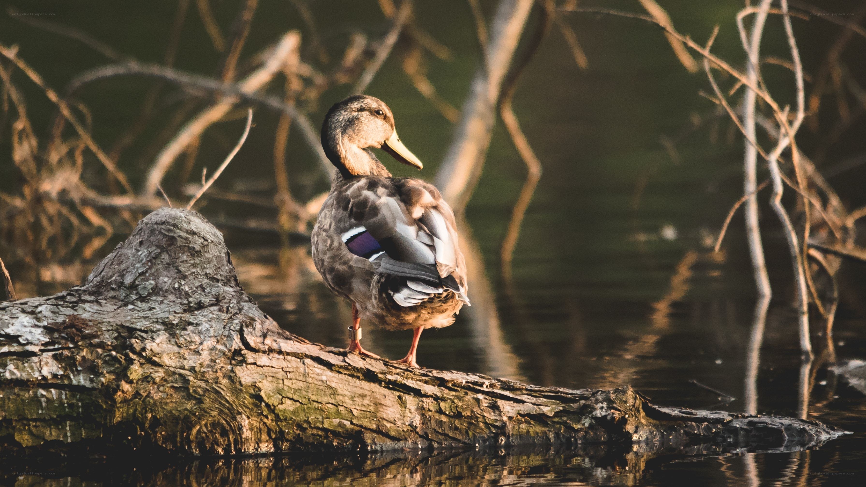 duck on a log by water