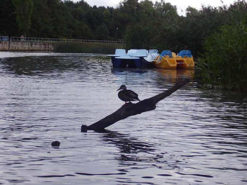 Duck on a log in a lake