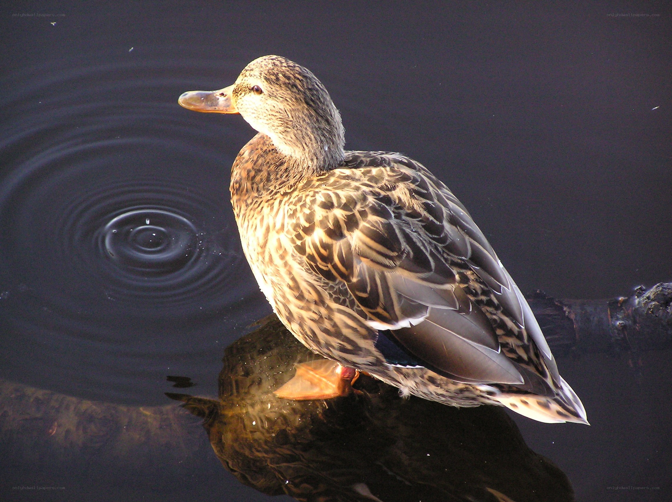 duck on a log in water