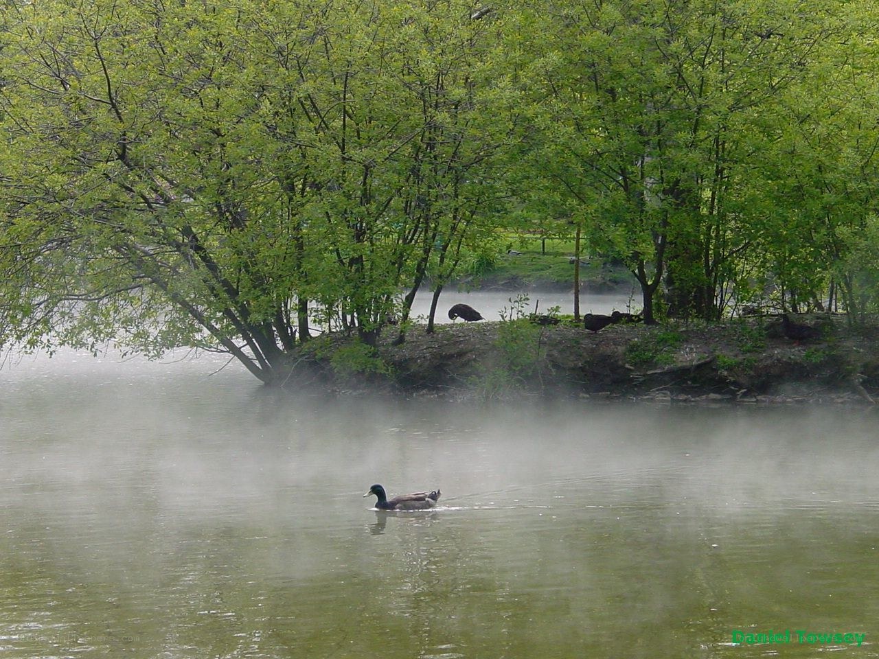 Duck on a misty lake