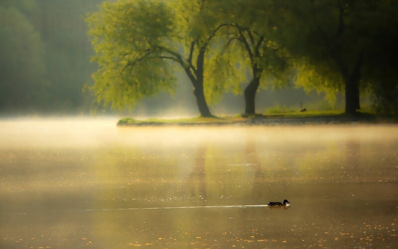 Duck on a misty lake