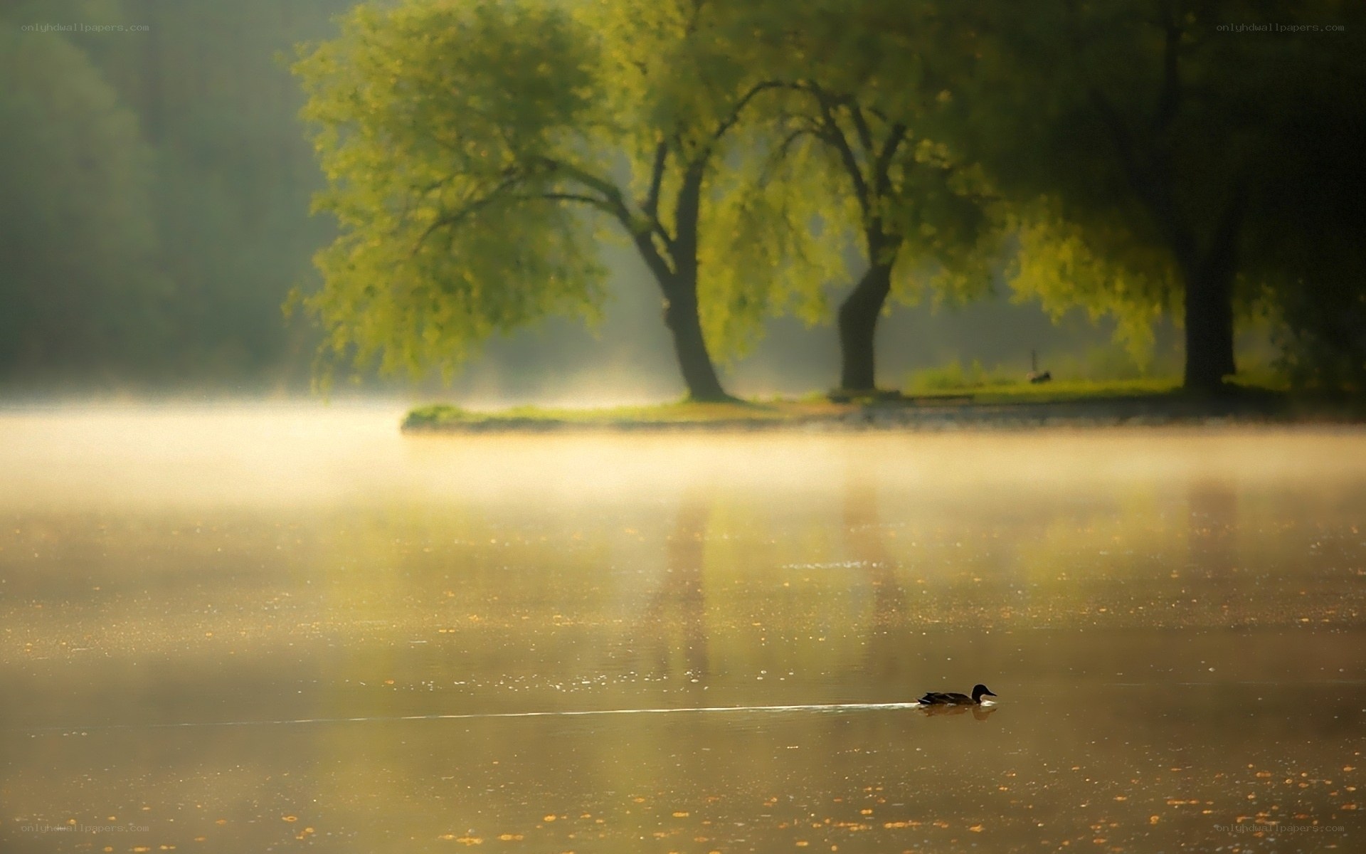 Duck on a misty lake