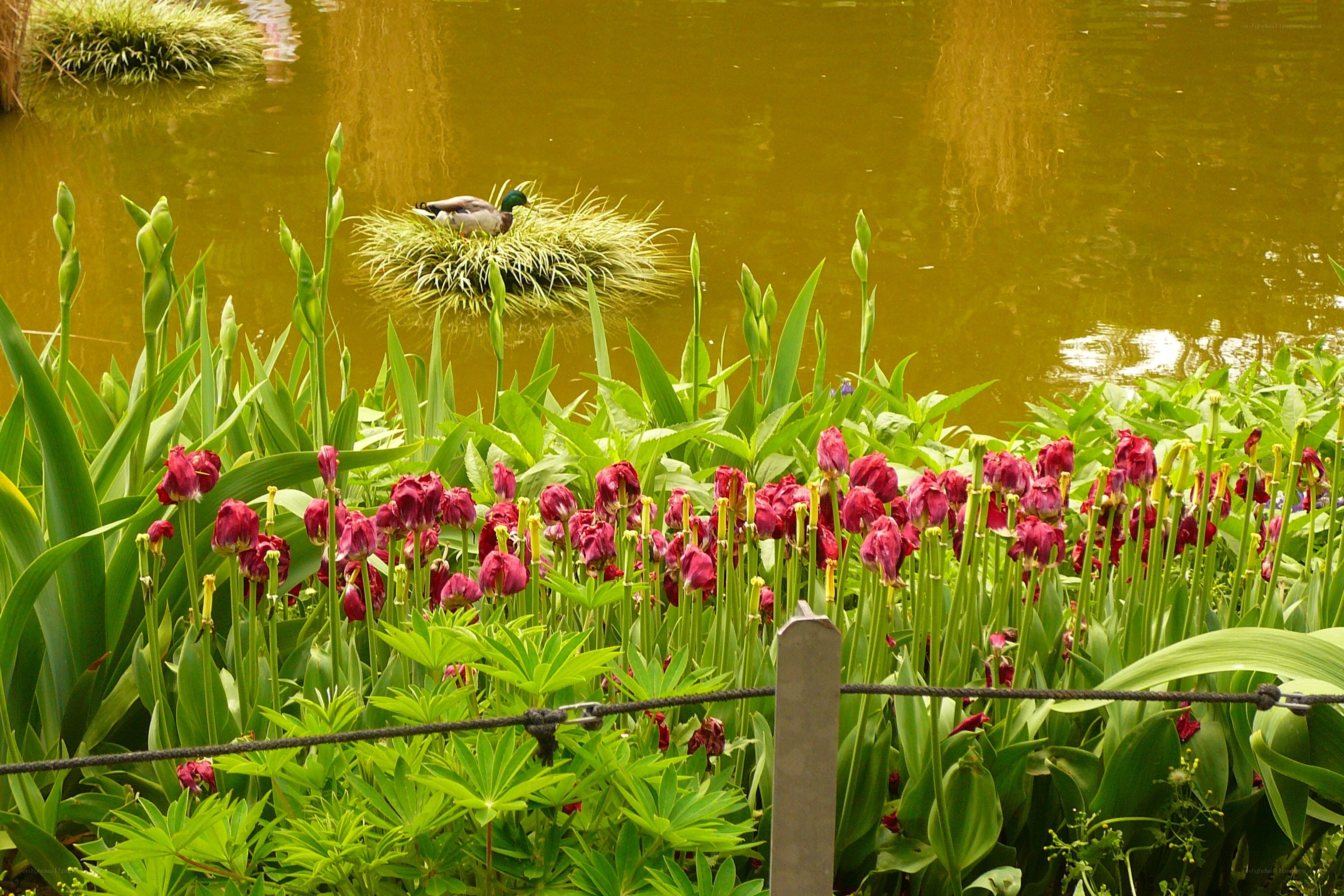 Duck on a nest by a pond