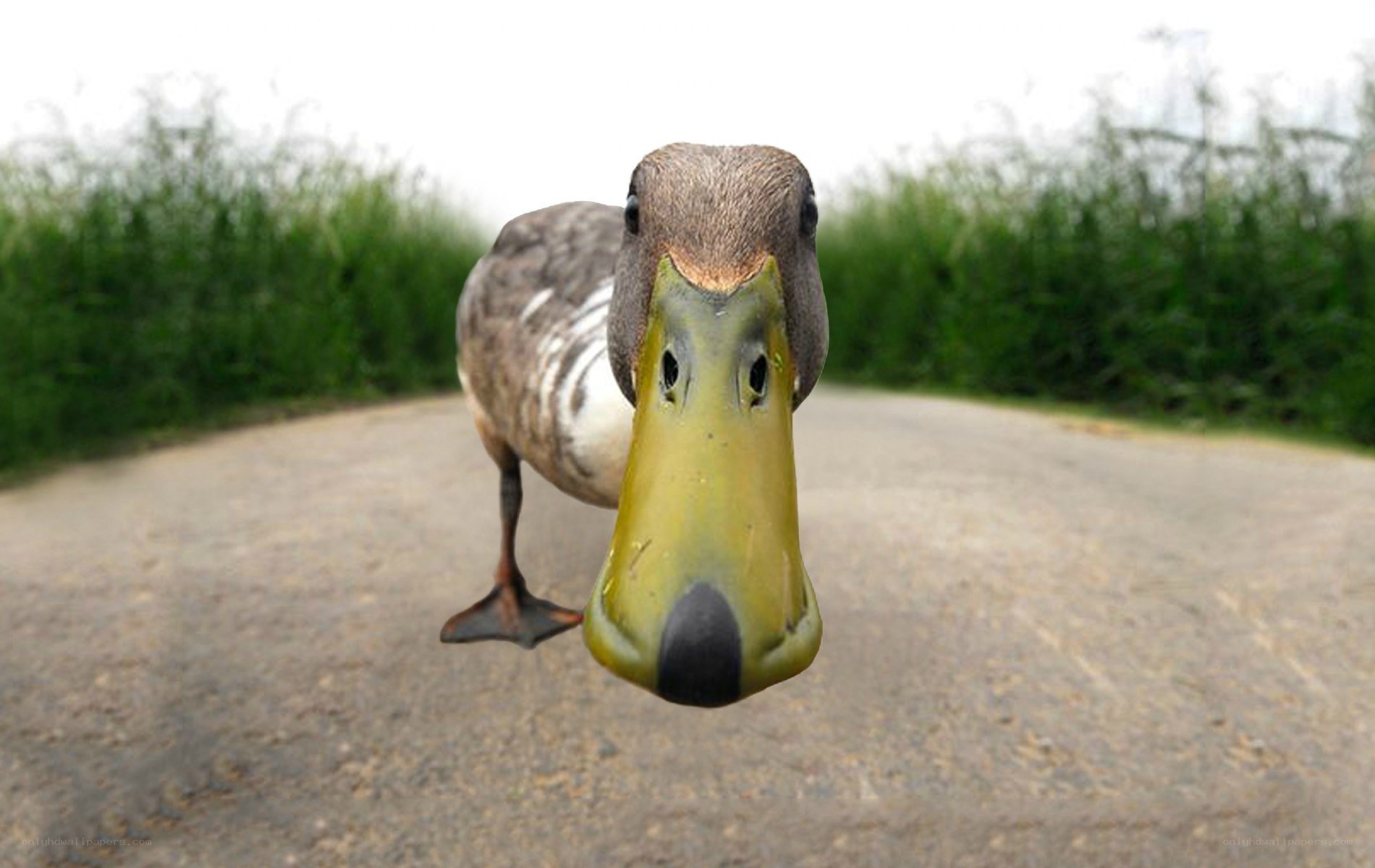duck on a path