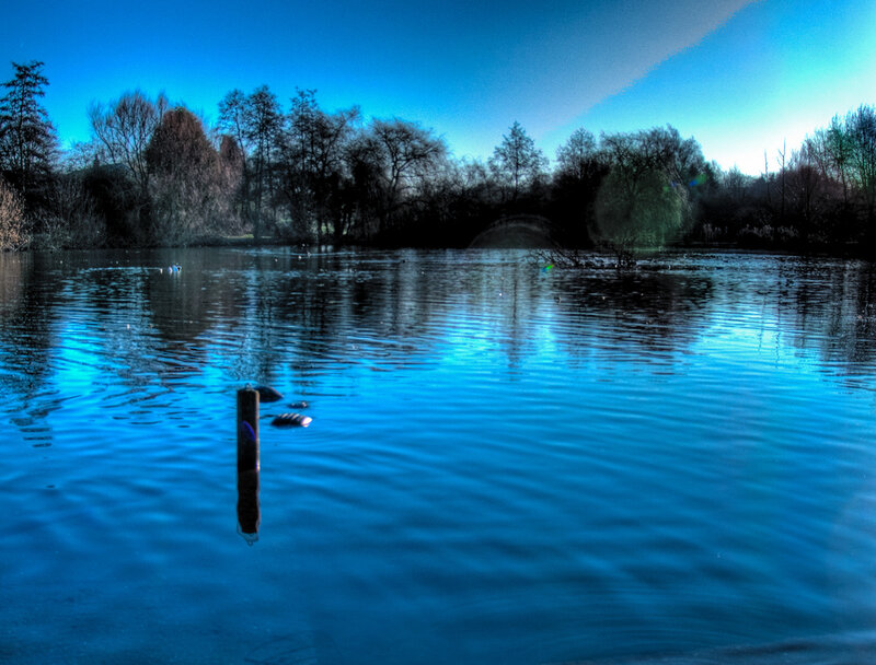 Duck on a Pond — Blue