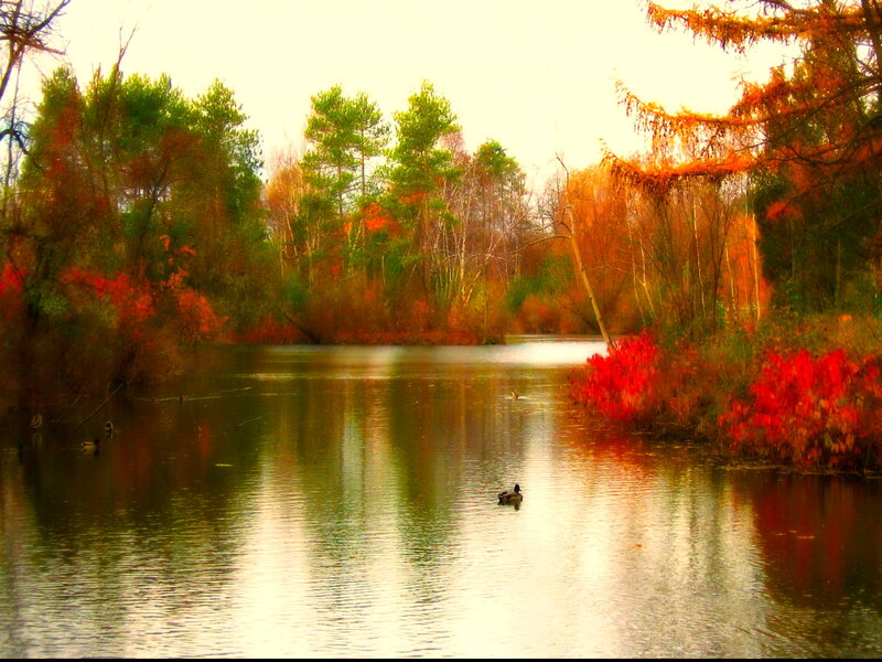 Duck on a Pond — Red