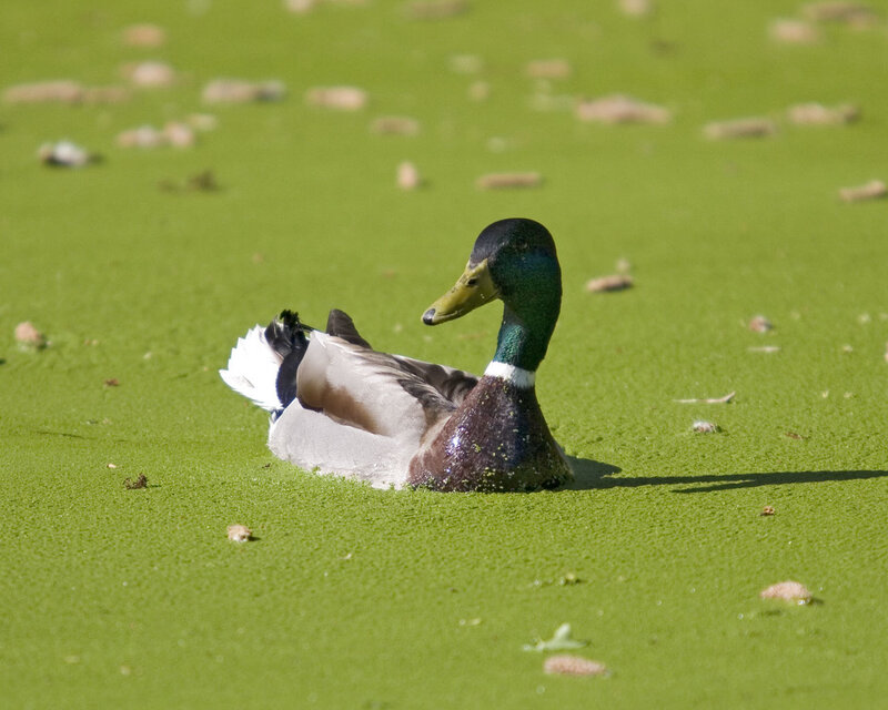 duck on a pond