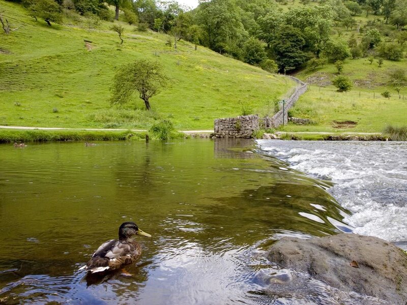 Duck on a river in the countryside