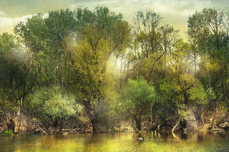Duck on a River
