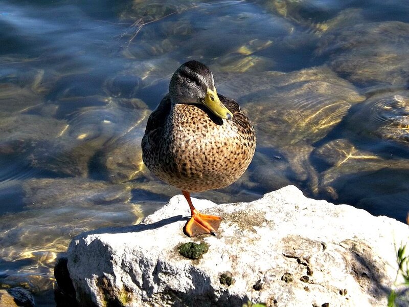 Duck on a Rock — Brown, Serene, Afternoon