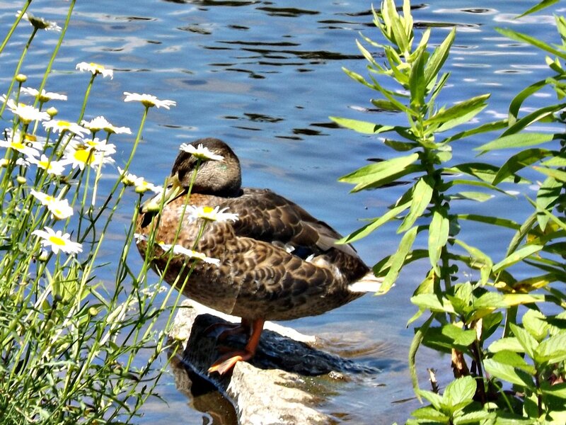Duck on a Rock — Brown, Serene