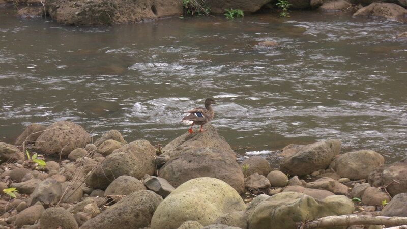 Duck on a Rock — Brown