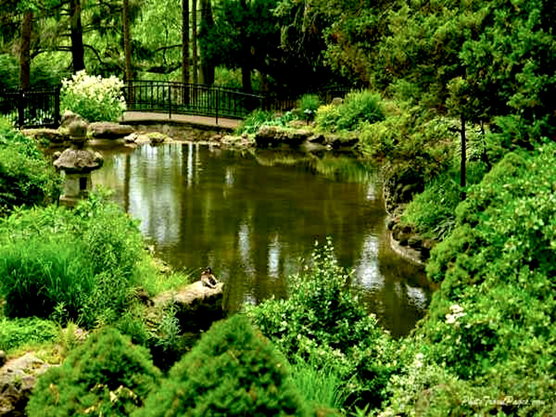 Duck on a Rock — Green, Serene, Afternoon