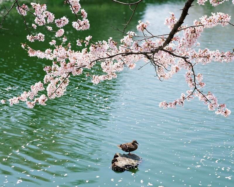Duck on a Rock — Green, Serene, Spring, Photograph, Cherry Blossoms, Water, Branch