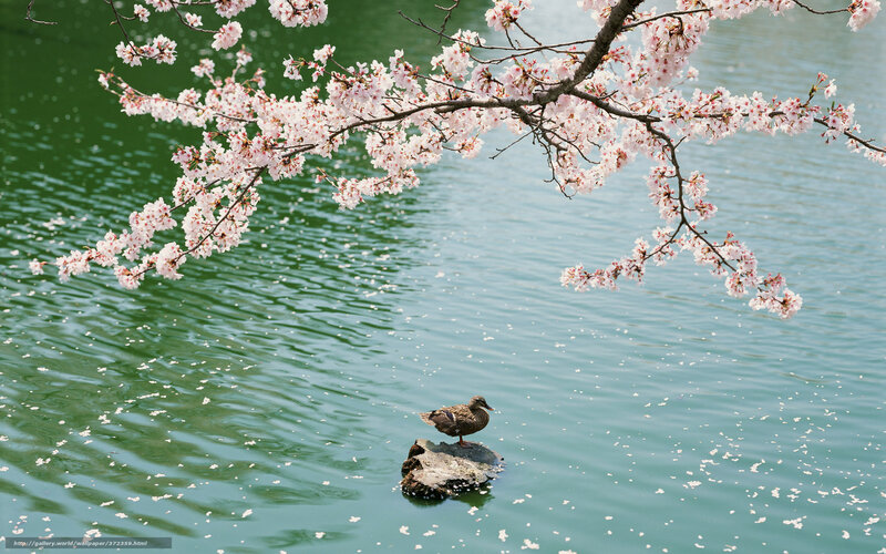 Duck on a Rock — Green, Serene, Spring, Photograph