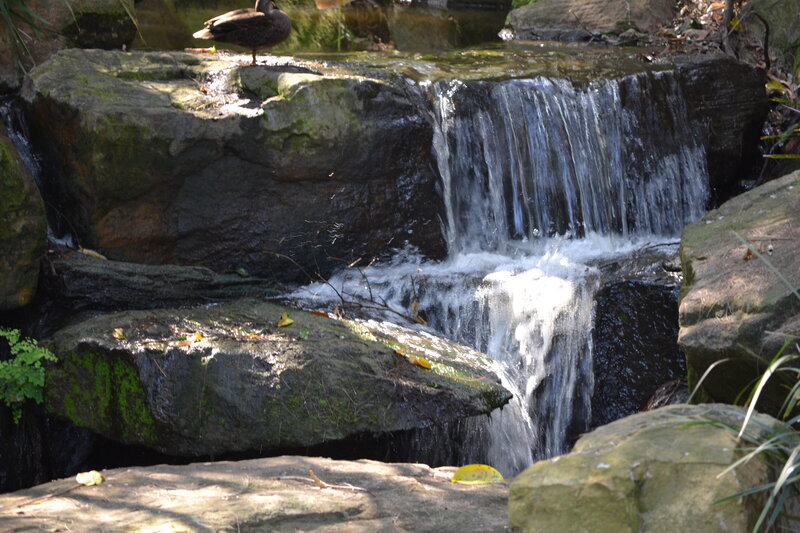 Duck on a Rock — Green, Serene