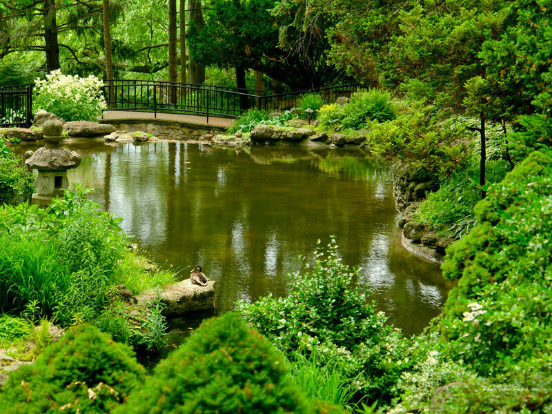 Duck on a Rock — Green