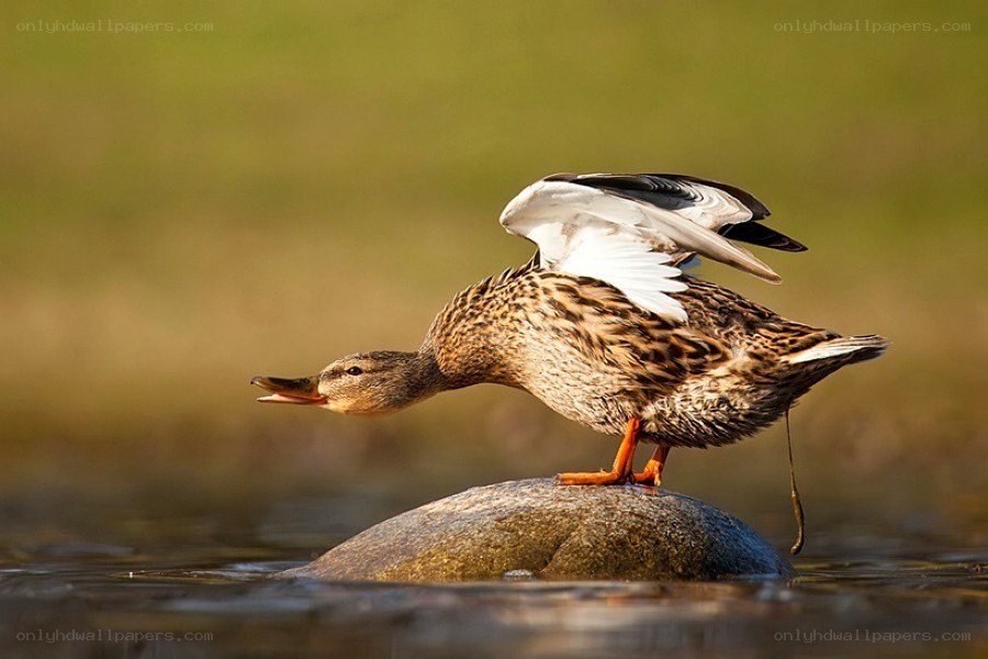 Duck on a rock with wings spread