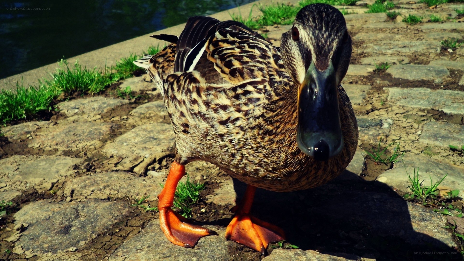 duck on a stone path
