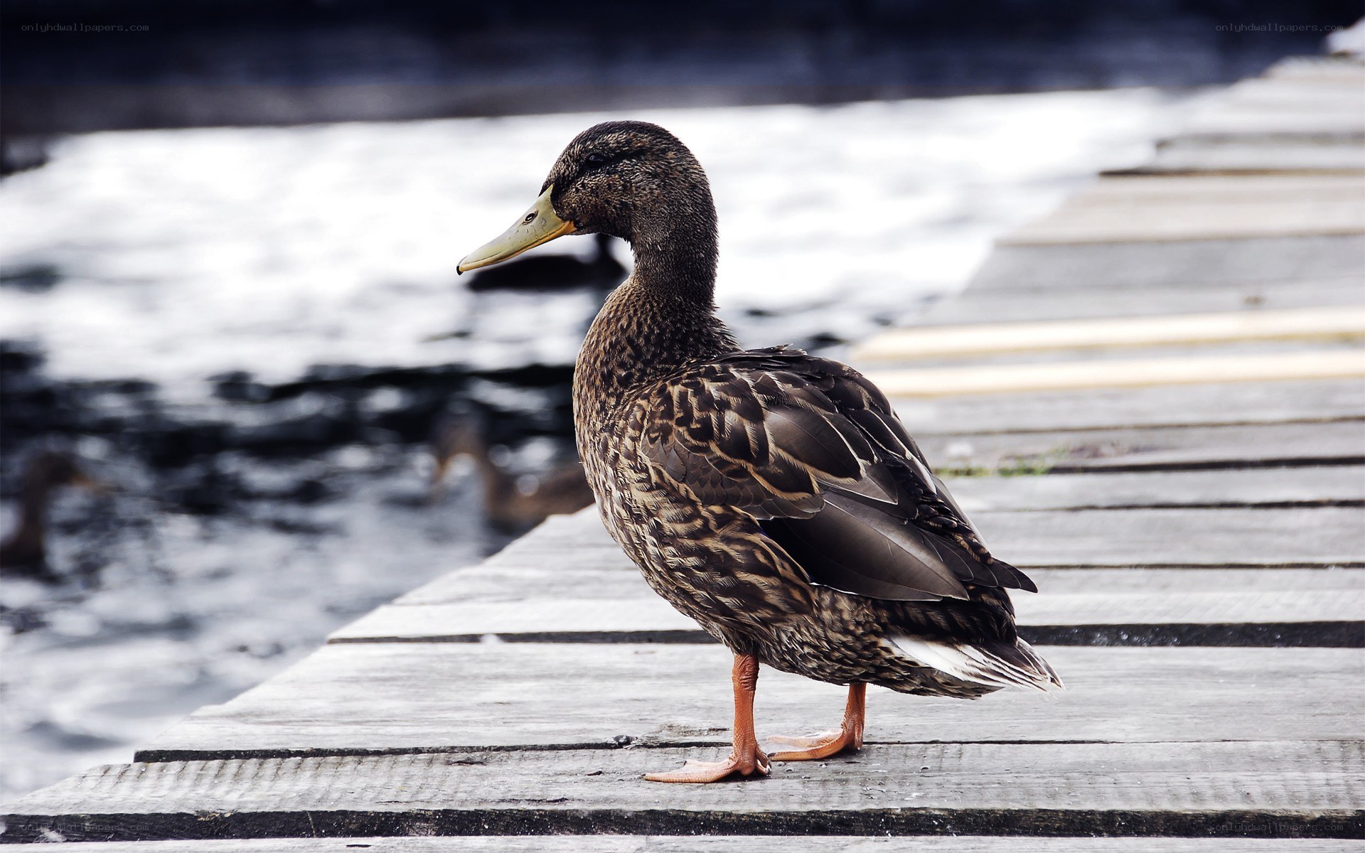 duck on a wooden dock