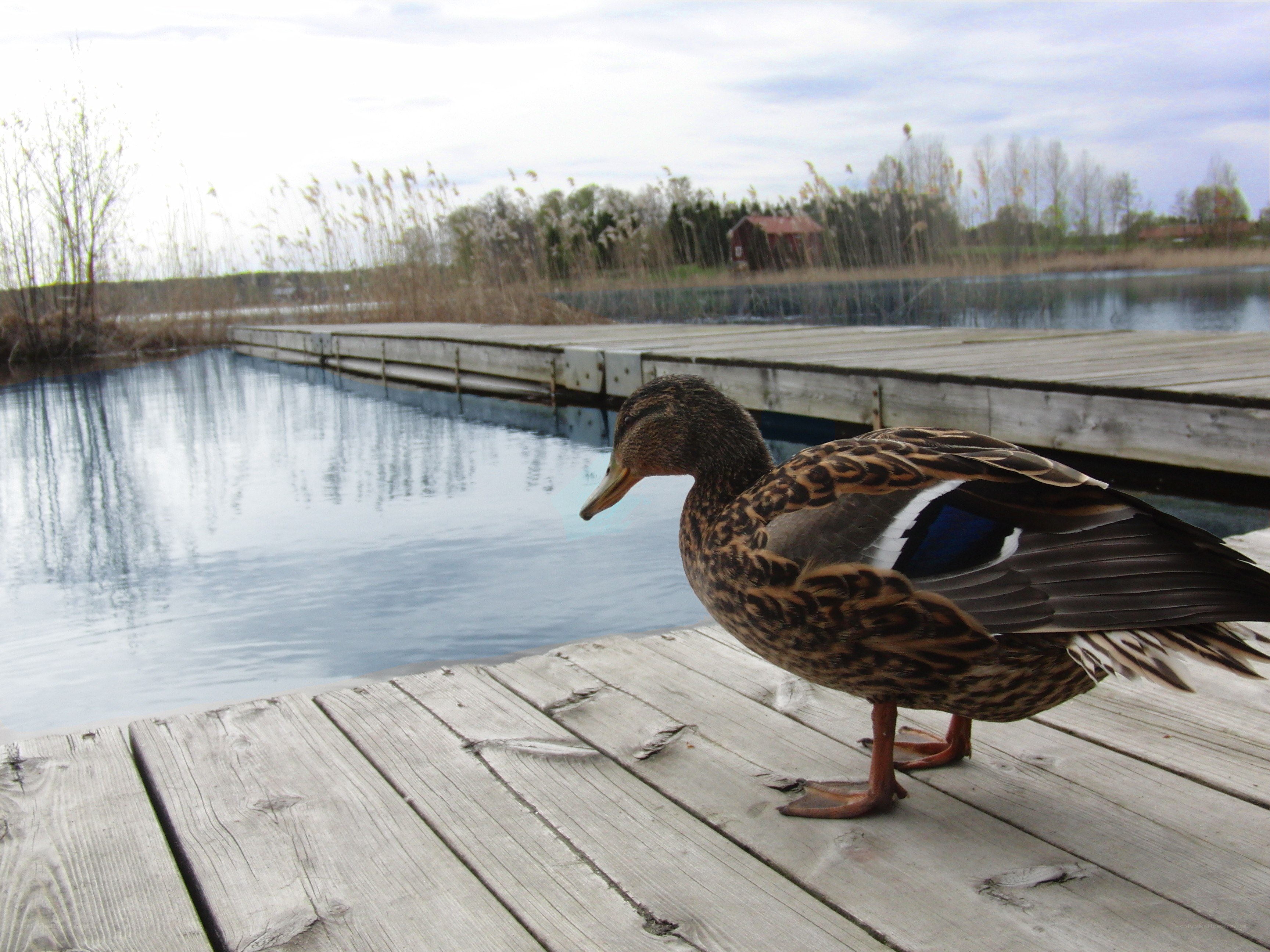 Duck on a wooden dock