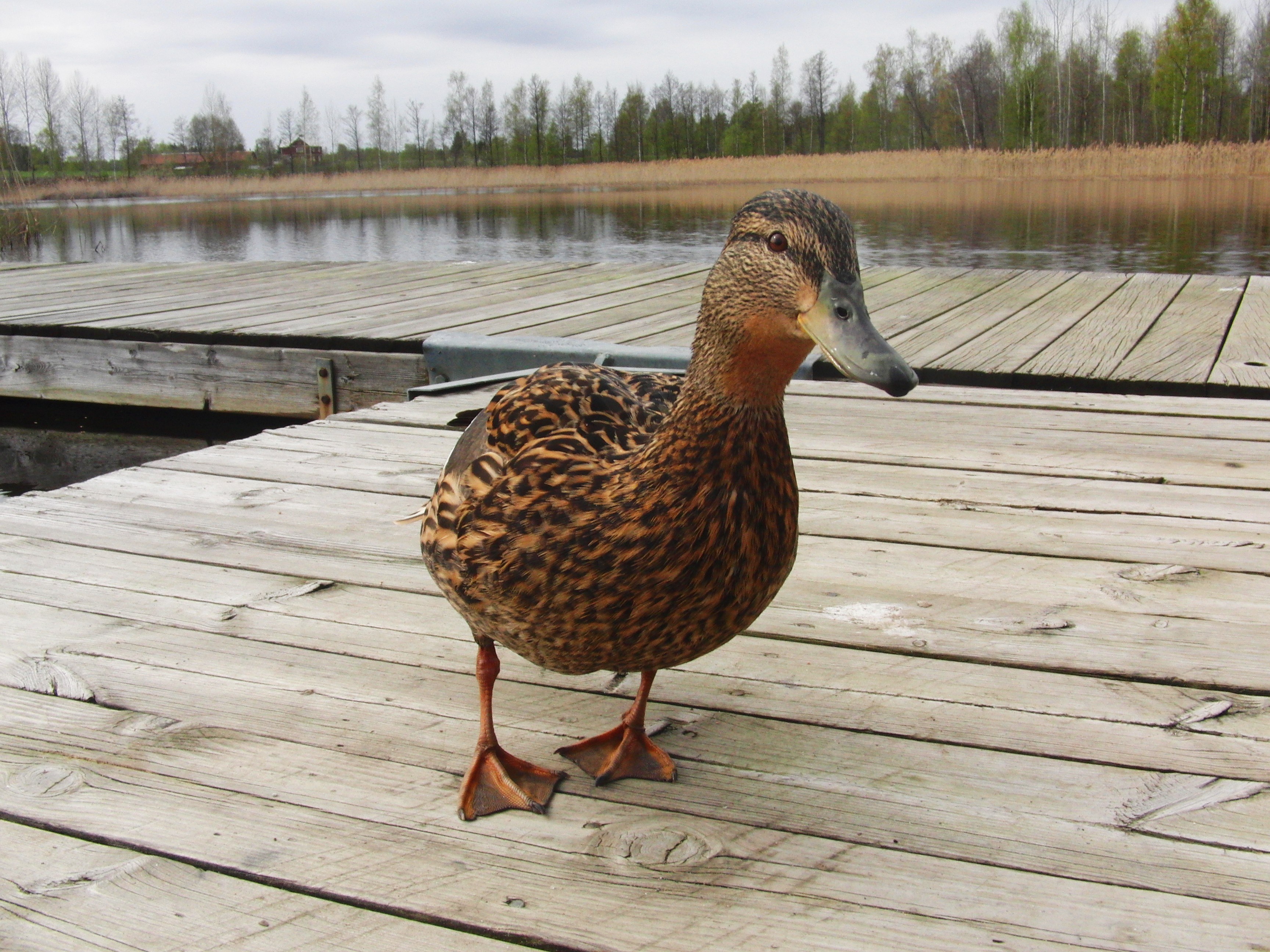 duck on a wooden dock