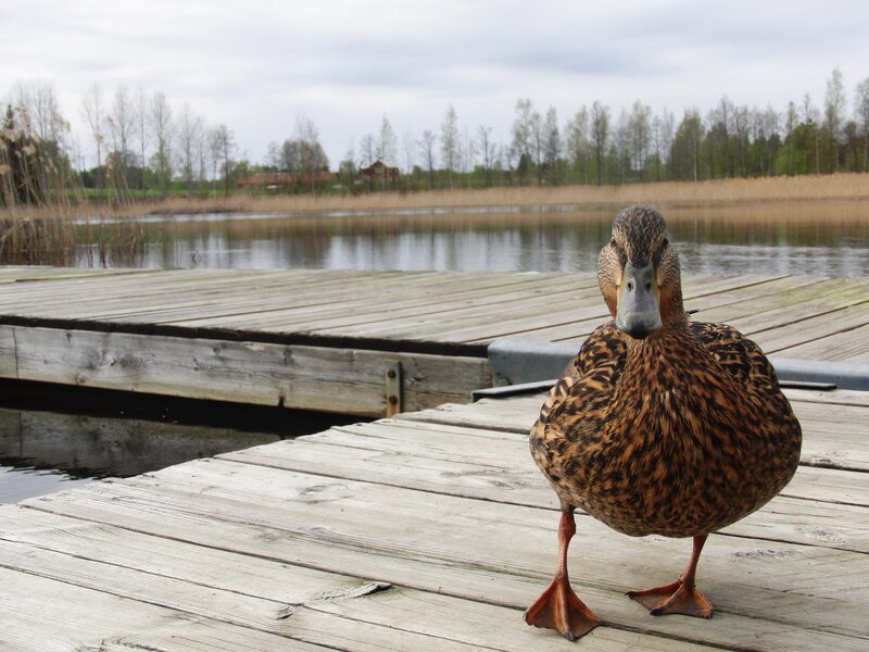 Duck on a wooden dock