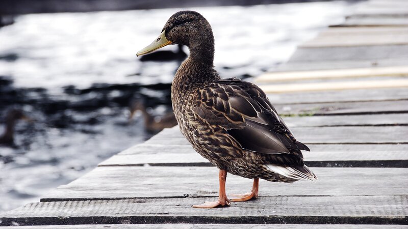 duck on a wooden dock