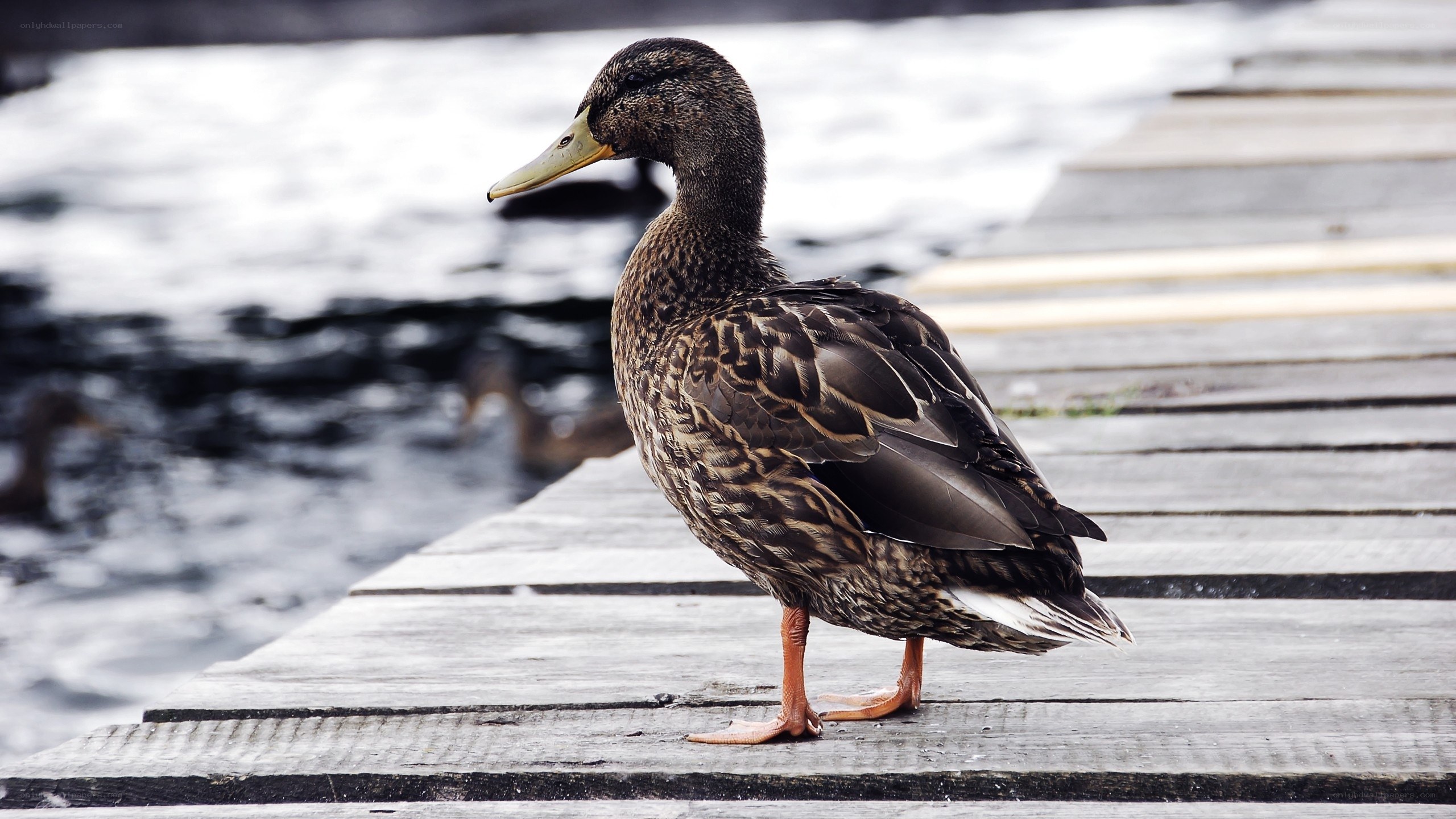 duck on a wooden dock