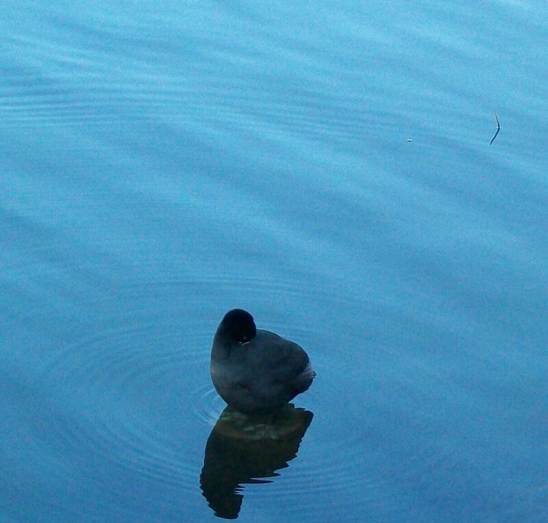 duck on calm water