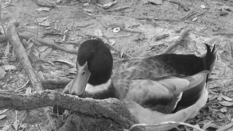 Duck on Forest Floor