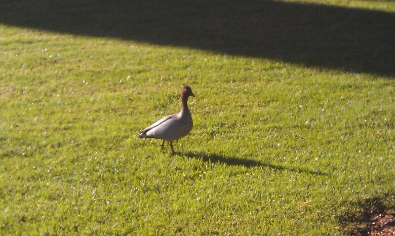 Duck on Grass — Green, Calm