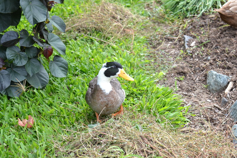 Duck on Grass — Green