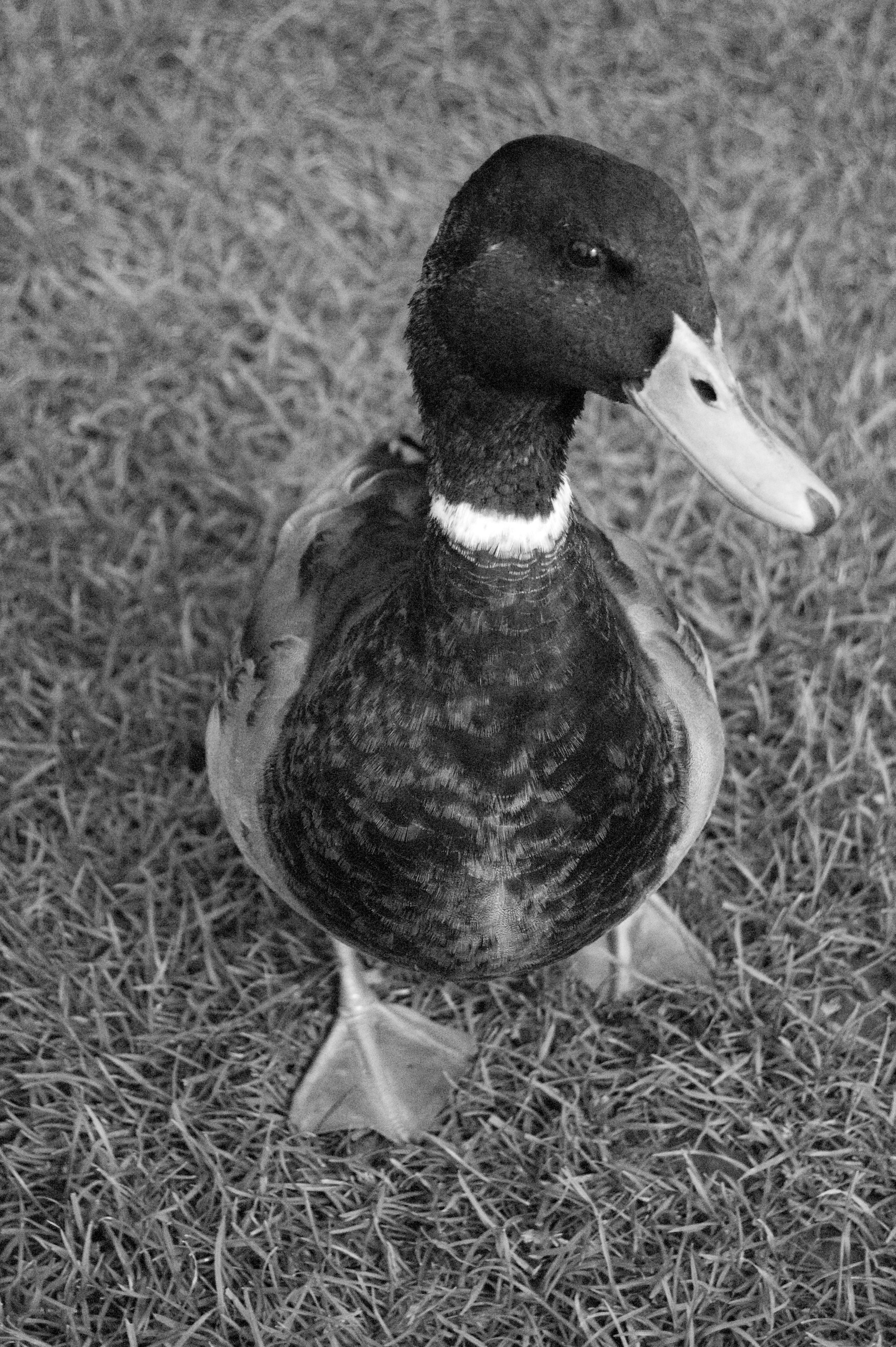 duck on grass