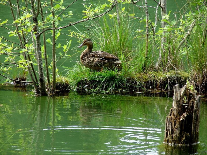 Duck on Grassy Bank