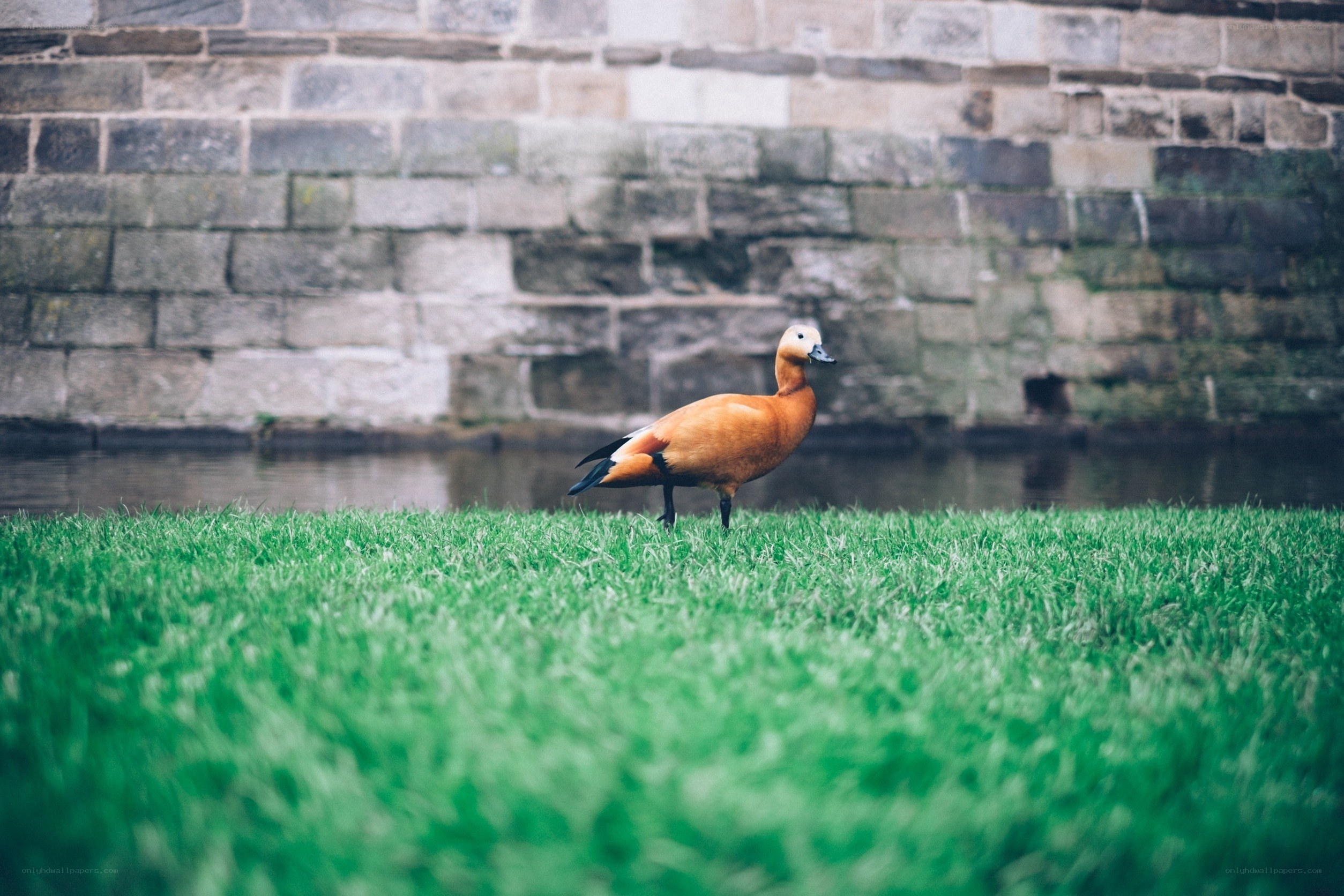 duck on green grass